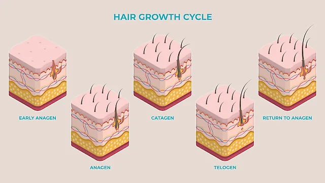 Hair Growth Cycle Explained
